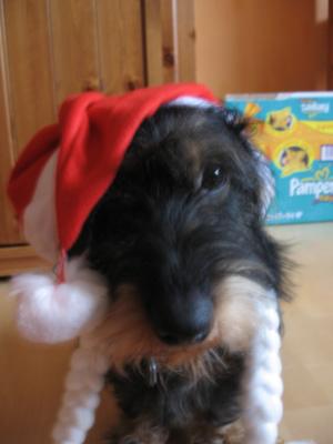 Der Weihnachtshund